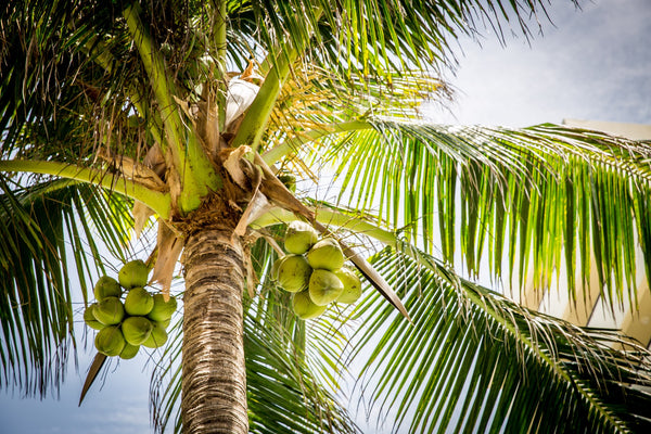 HOW TALL DOES A COCONUT PALM TREE GROW? - Cocofina