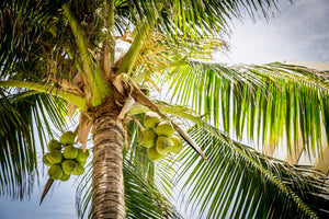 HOW TALL DOES A COCONUT PALM TREE GROW?