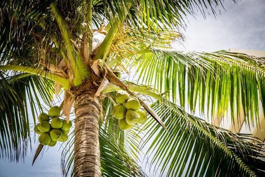 How Tall Does A Coconut Palm Tree Grow?