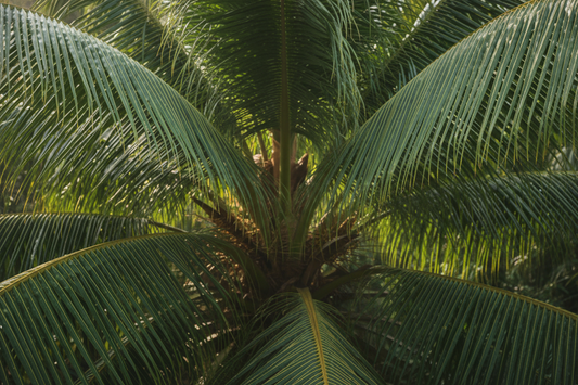 How to Use Coconut Nectar (And What Makes It Different)